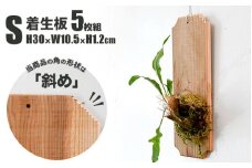 【着生板】Sサイズ 5枚組「角の形状：斜め」