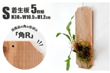 【着生板】Sサイズ 5枚組「角の形状：角R」