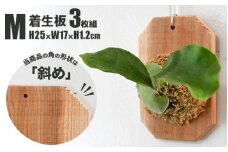 【着生板】Mサイズ 3枚組「角の形状：斜め」