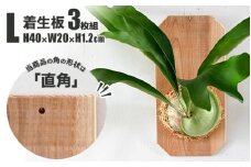 【着生板】Lサイズ 3枚組「角の形状：直角」