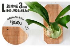 【着生板】Lサイズ 3枚組「角の形状：斜め」
