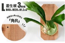 【着生板】Lサイズ 3枚組「角の形状：角R」