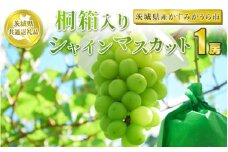 桐箱入りシャインマスカット 1房【茨城県共通返礼品 かすみがうら市産】
※2024年8月～2025年1月下旬頃に順次発送予定