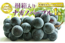 桐箱入りナガノパープル 1房【茨城県共通返礼品　かすみがうら市産】
※2024年8月～10月下旬頃に順次発送予定