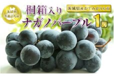 桐箱入りナガノパープル 1房【茨城県共通返礼品　かすみがうら市産】
※2024年8月～10月下旬頃に順次発送予定