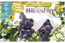 お中元 巨峰桐箱入り2房【茨城県共通返礼品 かすみがうら市】
※2024年8月上旬～中旬頃に順次発送予定
