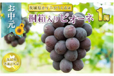 お中元 ピオーネ 桐箱入り 1房【茨城県共通返礼品 かすみがうら市】
※2024年8月上旬～中旬頃に順次発送予定