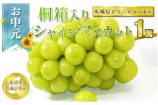 お中元 シャインマスカット桐箱入り1房【茨城県共通返礼品 かすみがうら市】
※2024年8月上旬～中旬頃に順次発送予定