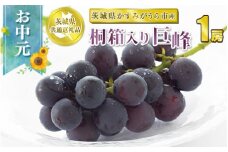 お中元 巨峰 桐箱入り1房【茨城県共通返礼品 かすみがうら市】
※2024年8月上旬～中旬頃に順次発送予定