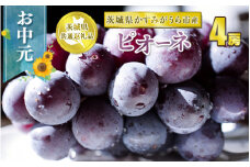 お中元 ピオーネ 4房【茨城県共通返礼品 かすみがうら市】
※2024年8月上旬～中旬頃に順次発送予定