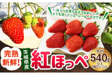 紅ほっぺ 1箱 2パック（合計540g以上） ※2025年1月上旬～4月下旬頃に順次発送 | いちご 苺 フルーツ 果物 くだもの 果実 完熟 冷蔵 守谷市産 茨城県 守谷市
