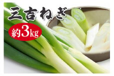特選ネギ 約3kg 小野瀬農園 ho1415