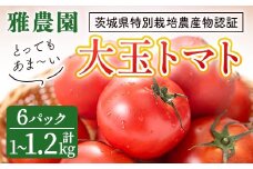 ＜予約受付中＞雅農園大玉トマト4パック  トマト 野菜 とまと やさい 新鮮 産地直送 ＜2025年11月から発送開始＞ 【雅農園】【ho1429】