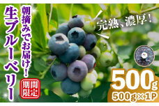 完熟、濃厚生ブルーベリー500g ブルーベリー 果物 フルーツ 青果物 クール便 スムージー ヨーグルト おやつ 【奥久慈 まほろばの郷 ふれあい農園】【ho1529】