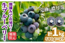 完熟、濃厚生ブルーベリー1kg ブルーベリー 果物 フルーツ 青果物 クール便 スムージー ヨーグルト おやつ 【奥久慈 まほろばの郷 ふれあい農園】【ho1527】
