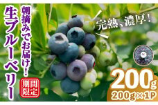 完熟、濃厚生ブルーベリー200g ブルーベリー 果物 フルーツ 青果物 クール便 スムージー ヨーグルト おやつ 【奥久慈 まほろばの郷 ふれあい農園】【ho1528】