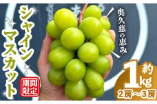 シャインマスカット1kg マスカット ぶどう ブドウ 葡萄 フルーツ 果物 くだもの デザート 【奥久慈 まほろばの郷 ふれあい農園】【ho1525】