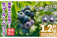 完熟、濃厚生ブルーベリー1.2kg ブルーベリー 果物 フルーツ 青果物 クール便 スムージー ヨーグルト おやつ 【奥久慈 まほろばの郷 ふれあい農園】【ho1526】