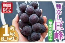 種なし巨峰1kg［2～3房入り］ 巨峰 ぶどう ブドウ 葡萄 フルーツ 果物 くだもの デザート 種なし 【奥久慈 まほろばの郷 ふれあい農園】【ho1522】