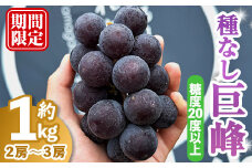 種なし巨峰1kg［2～3房入り］ 巨峰 ぶどう ブドウ 葡萄 フルーツ 果物 くだもの デザート 種なし 【奥久慈 まほろばの郷 ふれあい農園】【ho1522】