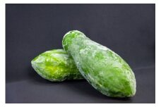冷凍 サンパパイヤ パパイヤ 丸ごと  食物繊維 ミネラル ビタミン 葉酸 ポリフェノール 1.5Kg 煮物 鍋物 冷凍野菜 スーパーフード 酵素の王様 パパイヤ フルーツ 果物 しりしり 冷凍 サラダ おかず 和え物 炒め物