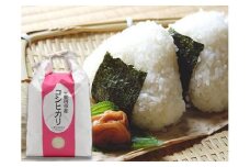 那珂市のお米（今摺米）コシヒカリ５kg（令和6年度米）
