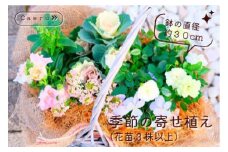 季節の寄せ植え 季節のお花 ベランダ お部屋 玄関先 お花のある生活 花株3株以上 お任せ