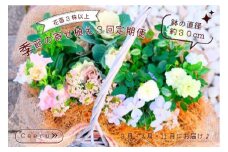 季節の寄せ植え 3回定期便 かわいい 寄せ植え 季節 彩 ガーデニング 栽培 園芸 花苗3株以上 鉢直径約30cm バスケット 玄関 花飾り プレゼント ギフト 鉢花 花苗 季節の寄せ植え ベランダ お花 フラワーギフト お祝い お礼 おしゃれ モダン