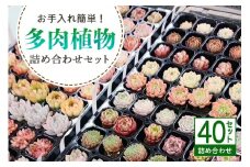 多肉植物 抜き苗 アソート 40セット 詰め合わせ 多肉植物 観葉植物 インテリア 寄せ植え 誕生日プレゼント オシャレ 多肉 観葉 おまかせ セット 植物 苗 種類 色々 ランダム 農園直送 栽培 ガーデニング 寄せ植え用 多肉専科