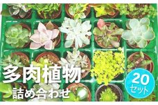 多肉植物 抜き苗 アソート 20セット 詰め合わせ 多肉植物 観葉植物 インテリア 寄せ植え 誕生日プレゼント オシャレ 多肉 観葉 おまかせ セット 植物 苗 種類 色々 ランダム 農園直送 栽培 ガーデニング 寄せ植え用 多肉専科