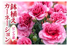 カーネーション ピンク系 母の日への贈り物 プレゼント ギフト カーネーション 花 アレンジ 鉢植え 5号 鉢 国産 花鉢 鉢花 フラワーアレンジメント 母の日ギフト フラワーギフト お祝い 母の日