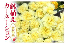 カーネーション 黄色系 母の日への贈り物 プレゼント ギフト カーネーション 花 アレンジ 鉢植え 5号 鉢 国産 花鉢 鉢花 フラワーアレンジメント 母の日ギフト フラワーギフト お祝い 母の日