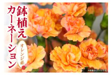 カーネーション オレンジ系 母の日への贈り物 プレゼント ギフト カーネーション 花 アレンジ 鉢植え 5号 鉢 国産 花鉢 鉢花 フラワーアレンジメント 母の日ギフト フラワーギフト お祝い 母の日