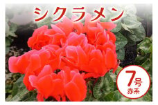 シクラメン 7号 赤系 フラワーギフト 鉢植え 鉢 ギフト ビッグサイズ 鉢花 お歳暮 ガーデンシクラメン ミニシクラメン プレゼント 希少 クリスマス 誕生日 結婚記念日 花ギフト