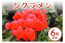シクラメン 6号 赤系 フラワーギフト 鉢植え 鉢 ギフト ビッグサイズ 鉢花 お歳暮 ガーデンシクラメン ミニシクラメン プレゼント 希少 クリスマス 誕生日 結婚記念日 花ギフト