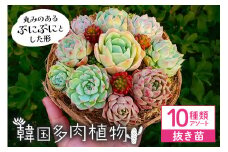 韓国多肉植物 抜き苗 アソート 10種類 詰め合わせ 多肉植物 観葉植物 インテリア 寄せ植え 誕生日プレゼント オシャレ 多肉 観葉 おまかせ セット 植物 苗 種類 色々 ランダム 農園直送 栽培 ガーデニング 寄せ植え用 韓国苗 多肉専科