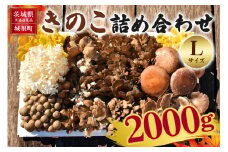 きのこの詰め合わせ Ｌサイズ 2Kg 茨城県共通返礼品 城里町産 舞茸 椎茸 あわび茸 たもぎ茸 はなびら茸 完全室内栽培 栽培期間中農薬不使用 安心 安全 栄養豊富 こだわりのキノコ詰め合わせ 直送 新鮮 旬 おすすめ セット 贈り物