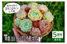 韓国多肉植物 抜き苗 アソート 5種類 詰め合わせ 多肉植物 観葉植物 インテリア 寄せ植え 誕生日プレゼント オシャレ 多肉 観葉 おまかせ セット 植物 苗 種類 色々 ランダム 農園直送 栽培 ガーデニング 寄せ植え用 韓国苗 多肉専科