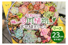 可愛い多肉植物の寄せ植えリース23cm 多肉植物 観葉植物 インテリア 寄せ植え 誕生日プレゼント オシャレ 多肉 観葉 リース 植物 苗 種類 農園直送 栽培 ガーデニング 寄せ植え用 多肉専科