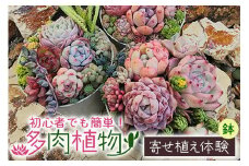 可愛い多肉植物寄せ植え体験鉢 多肉植物 観葉植物 インテリア 寄せ植え 誕生日プレゼント オシャレ 多肉 観葉 体験 植物 苗 種類 農園直送 栽培 ガーデニング 寄せ植え用 多肉専科