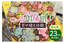 可愛いリース23cm多肉植物寄せ植え体験 多肉植物 観葉植物 インテリア 寄せ植え 誕生日プレゼント オシャレ 多肉 観葉 リース 体験 植物 苗 種類 農園直送 栽培 ガーデニング 寄せ植え用 多肉専科