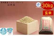 【令和7年度産】＼農家直送！低温保存玄米／茨城県産 ミルキークイーン ほたる 30kg 茨城県共通返礼品 かすみがうら市産 米 お米 白米 こめ 精米 取り寄せ 特産 ごはん ご飯 コメ お取り寄せ ギフト 贈り物 お弁当 弁当 おにぎり ふっくら ツヤツヤ 甘い 農家直送 産地直送 国産 茨城県産