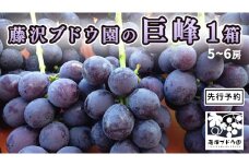 【 藤澤ブドウ園 】 自慢 の 巨峰 約2kg  2025年産 先行予約 ぶどう 葡萄[AH002ci]