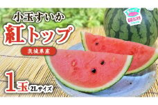【 先行予約 】 希少品種 「 紅トップ 」 茨城県産 小玉 すいか 1玉入り 2Lサイズ スイカ [AG004ci]