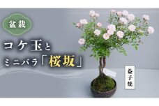 コケ玉ミニバラ盆栽「桜坂」 ギフト 花[BN006ci]