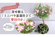 寄せ植え「ミニバラ盆栽仕立て・夢ほのか」益子焼 ギフト 花[BN010ci]