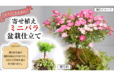 寄せ植え「ミニバラ盆栽仕立て」 ギフト 花[BN008ci]