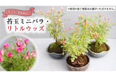 苔玉ミニバラ ・ リトルウッズ ギフト 鉢植え 花 苔 薔薇 バラ [BN009ci]