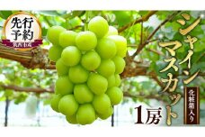 期間限定 ！ 筑西市産 シャインマスカット 1房 ぶどう ブドウ 葡萄 フルーツ 2025年産 [BW065ci]