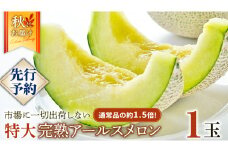 完熟 特大 アールスメロン １玉 2025年産 先行予約 メロン マスクメロン 青肉 果物 フルーツ 茨城県産 期間限定 数量限定 [AF087ci]